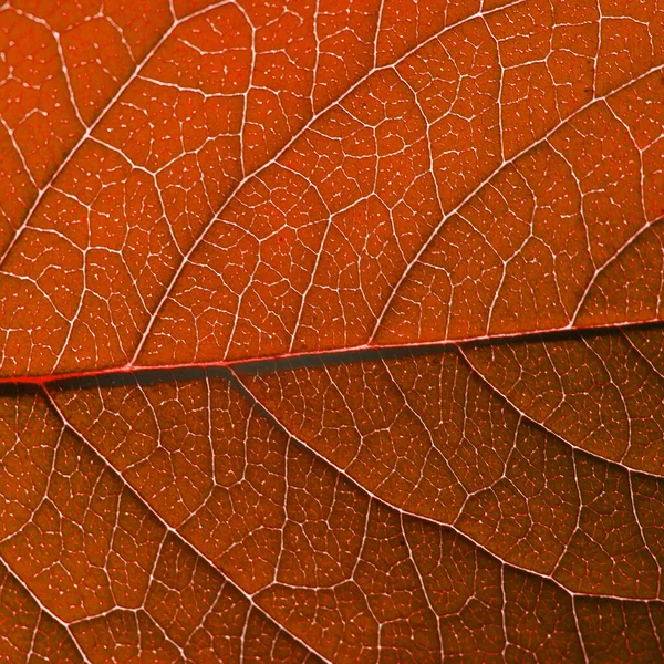 Czerwony Jesienny Liść Strukturą Makro — Zdjęcie stockowe