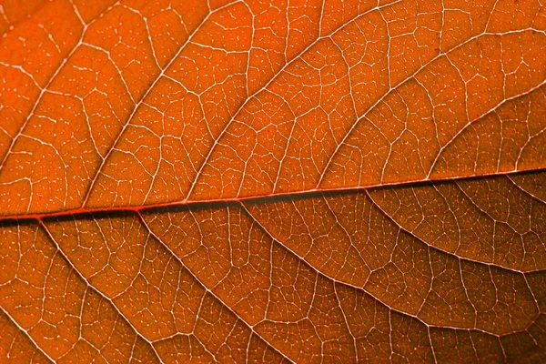 Hoja Roja Otoño Con Estructura Macro — Foto de Stock