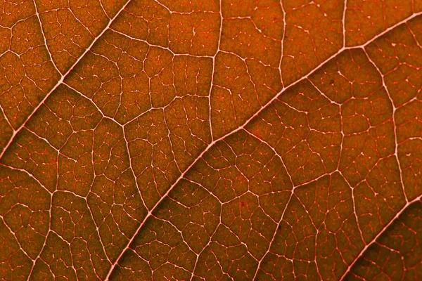 Red autumn leaf with structure, macro
