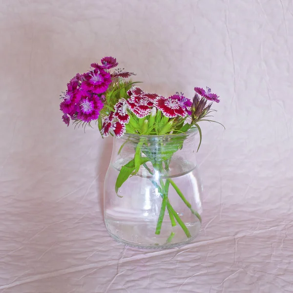 Дика Квітка Гвоздики Склі Світло Рожевому Фоні — стокове фото