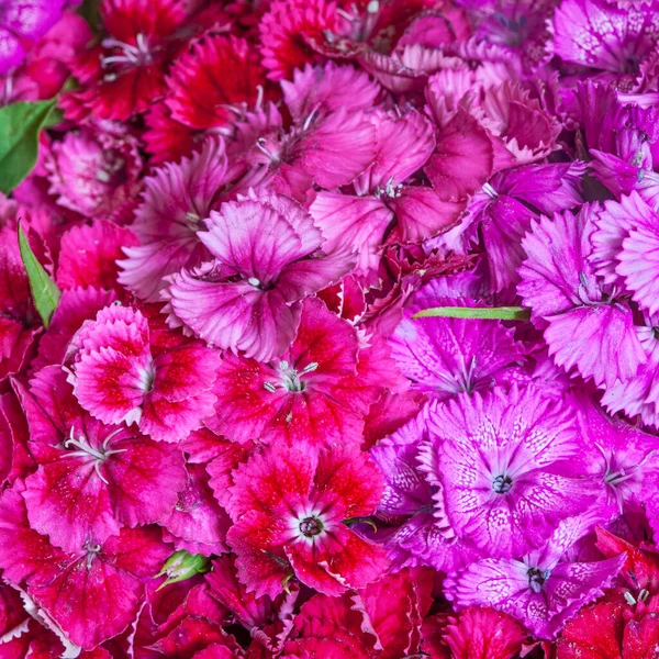 Beautiful Pink Red Wild Carnation Flower Background — Stock Photo, Image