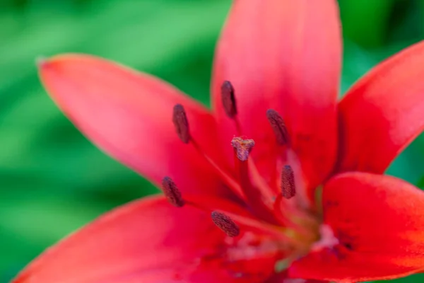 Macro Close Van Rode Lelie Bloem — Stockfoto