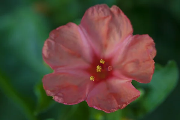 Rood Nasturtium Bloem Het Bloembed — Stockfoto