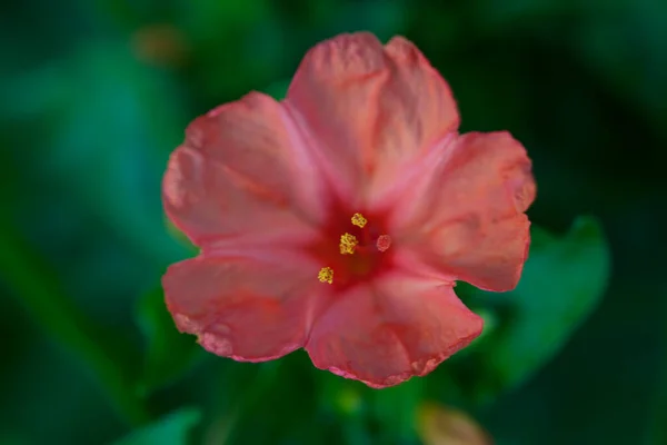 红色的锶 花朵在花坛上 — 图库照片