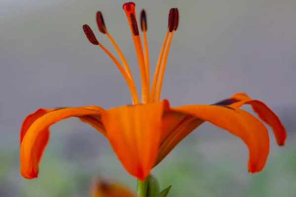 Macro Closeup Red Lily Flower — Stock Photo, Image