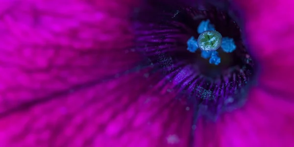 Macro Background Texture Photo Petunia Flower — Stock Photo, Image