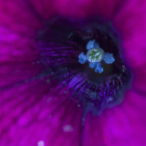 Makro Tekstury Tła Zdjęcie Petunia Kwiat — Zdjęcie stockowe