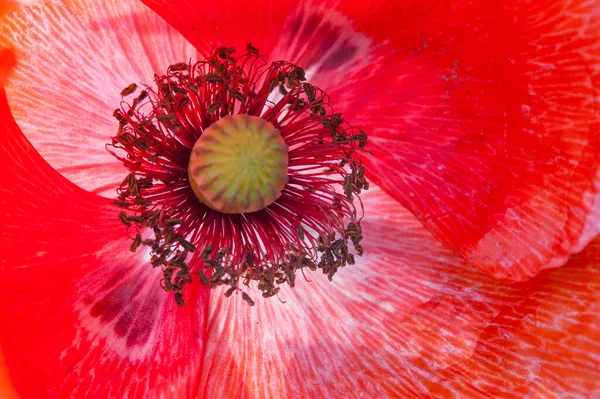 Makro Detailní Záběr Jemného Jasně Červeného Máku Květiny — Stock fotografie