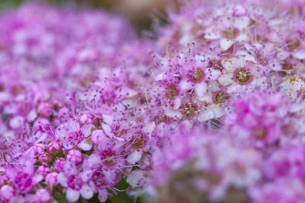 Gentle Wild Pink Flowers Summer Flowerbed — Stock Photo, Image