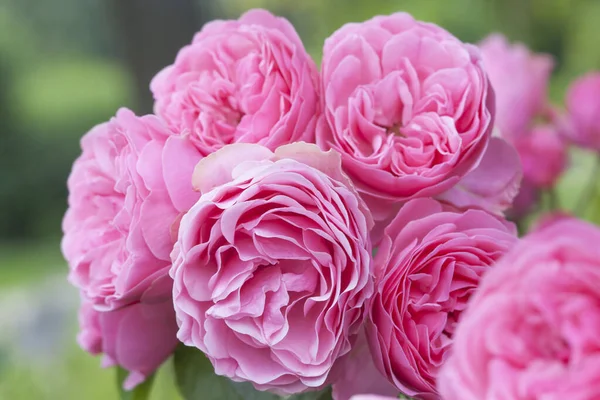 Jasně Růžová Jemná Růže Květiny Krásné Pozadí — Stock fotografie