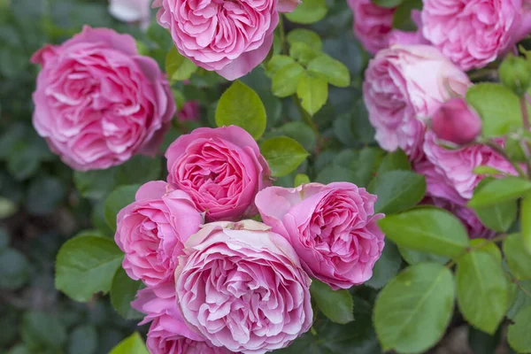 Vackra Rosa Rosor Trädgården Sommaren — Stockfoto