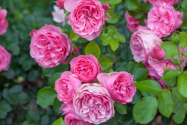 Vackra Rosa Rosor Trädgården Sommaren — Stockfoto