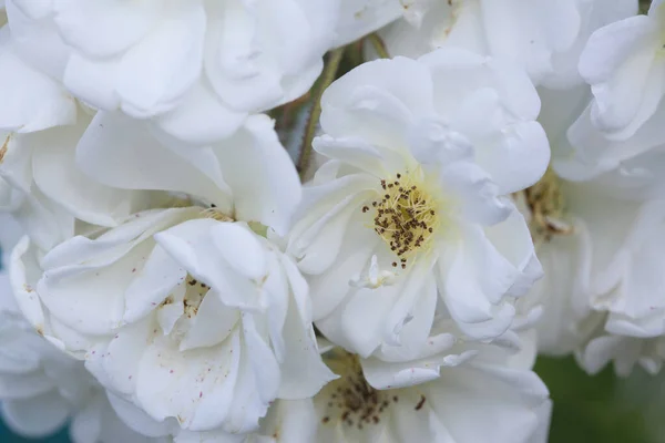 Romantické Léto Bílá Čerstvá Růže Květiny Pozadí — Stock fotografie