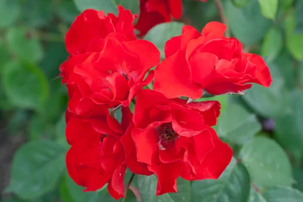 Свіжа Червона Троянда Саду Влітку — стокове фото