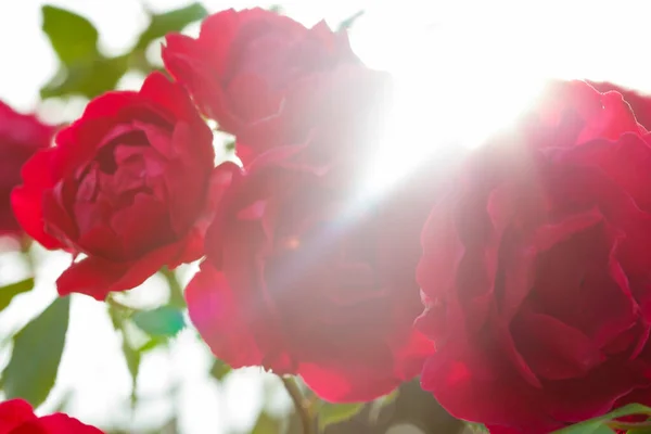 Rosa Roja Fresca Jardín Atardecer — Foto de Stock