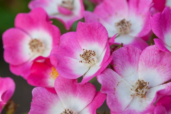 Свіжі Яскраві Стегна Троянди Квіти Крупним Планом Фон — стокове фото