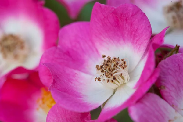 Čerstvé Jasné Kyčle Růže Květiny Detailní Pozadí — Stock fotografie