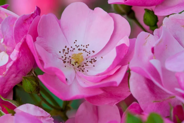 Čerstvé Kyčle Růže Květiny Makro Detailní Pozadí — Stock fotografie