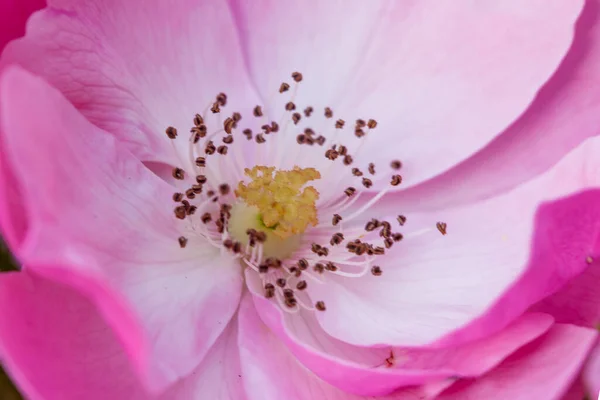 Свіжі Стегна Троянди Квіти Макро Крупним Планом Фон — стокове фото