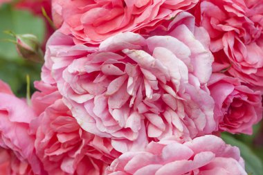 Romantik pastel gül ışığı taze gül çiçekleri arka planda