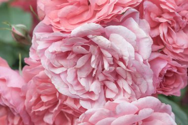 Romantik pastel gül ışığı taze gül çiçekleri arka planda