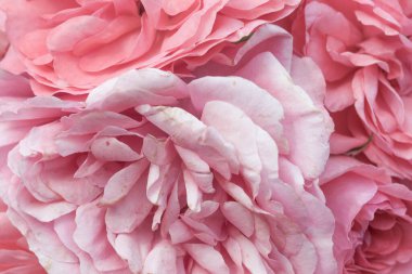 Romantik pastel gül ışığı taze gül çiçekleri arka planda