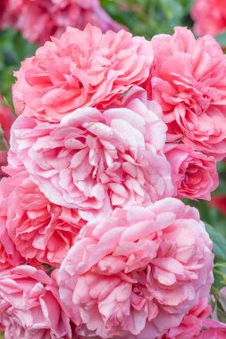 Romantik pastel gül ışığı taze gül çiçekleri arka planda