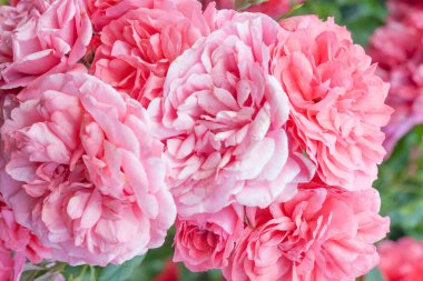 Romantik pastel gül ışığı taze gül çiçekleri arka planda