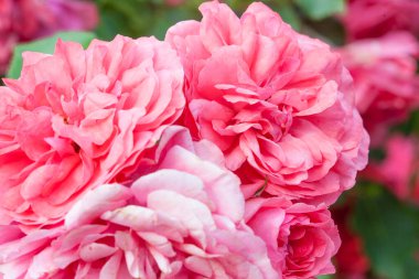 Romantik pastel gül ışığı taze gül çiçekleri arka planda