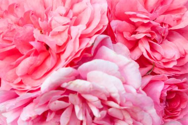 Romantik pastel gül ışığı taze gül çiçekleri arka planda