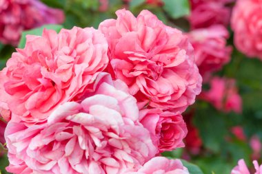 Romantik pastel gül ışığı taze gül çiçekleri arka planda