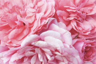 Romantik pastel gül ışığı taze gül çiçekleri arka planda