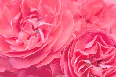 Parlak pembe narin gül çiçeği, güzel arka plan.