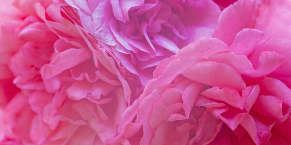 Bright pink gentle rose flower beautiful background