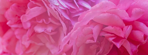 Bright Pink Gentle Rose Flower Beautiful Background — Stock Photo, Image