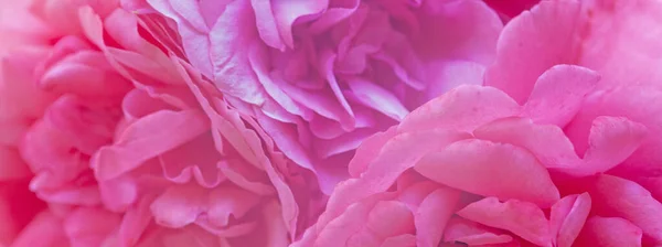 Яркий Розовый Нежный Цветок Розы Красивый Фон — стоковое фото