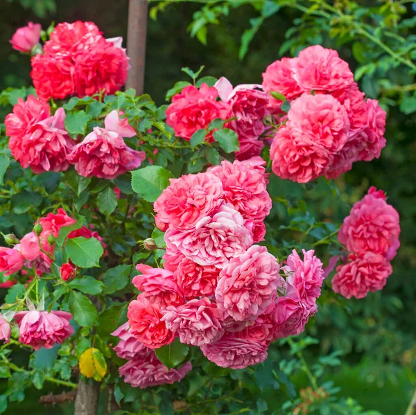 Vackra Rosa Rosor Trädgården Sommaren — Stockfoto