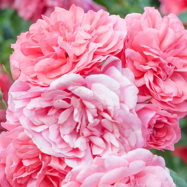 Romantický Pastel Růže Světlo Čerstvé Růže Květiny Pozadí — Stock fotografie