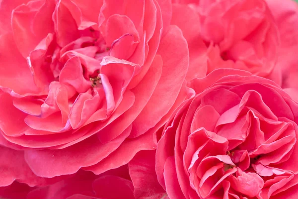 Leuchtend Rosa Sanfte Rose Blume Schönen Hintergrund — Stockfoto