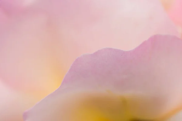 부드러운 장미가 매크로 배경을 — 스톡 사진