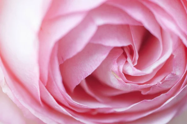 Gentlebeautiful Luce Rosa Patelle Macro Sfondo — Foto Stock