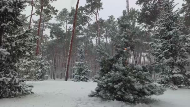 Kerstverlichting Sneeuwvlokken Versierde Dennenboom Het Winterpark — Stockvideo