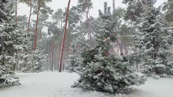 Χριστουγεννιάτικα Φώτα Και Νιφάδες Χιονιού Στο Στολισμένο Έλατο Στο Χειμερινό — Αρχείο Βίντεο