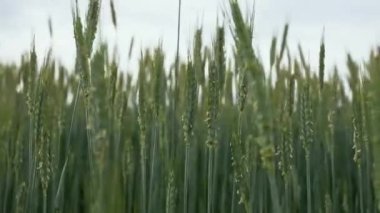 Yazın buğday tarlası