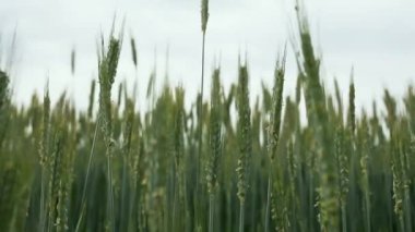 Yazın buğday tarlası