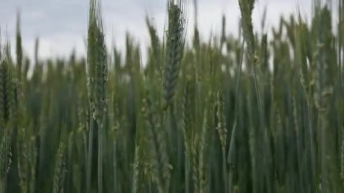 Yazın buğday tarlası