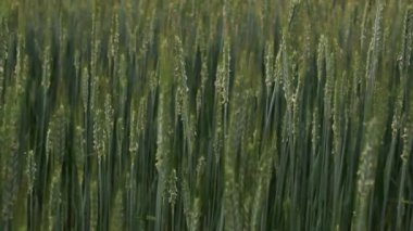 Yazın buğday tarlası