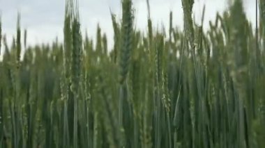 Yazın buğday tarlası