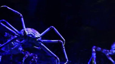 Akvaryumdaki parlak su örümceği, mavi arka plan