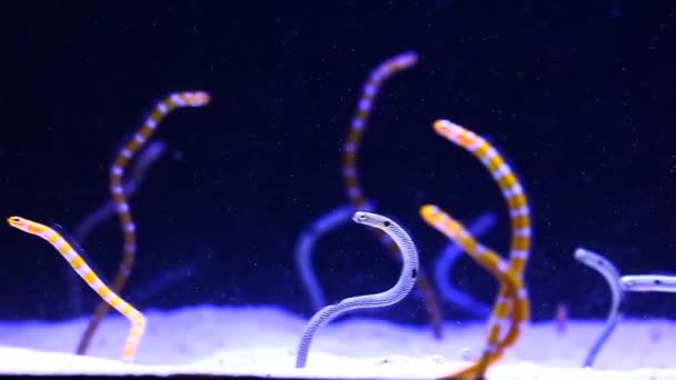 Heldere Waterwormen Aquarium Blauwe Achtergrond — Stockvideo